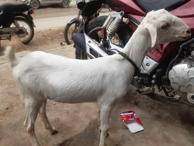 6 months bakri hai Teddy nasal hai poori white hai