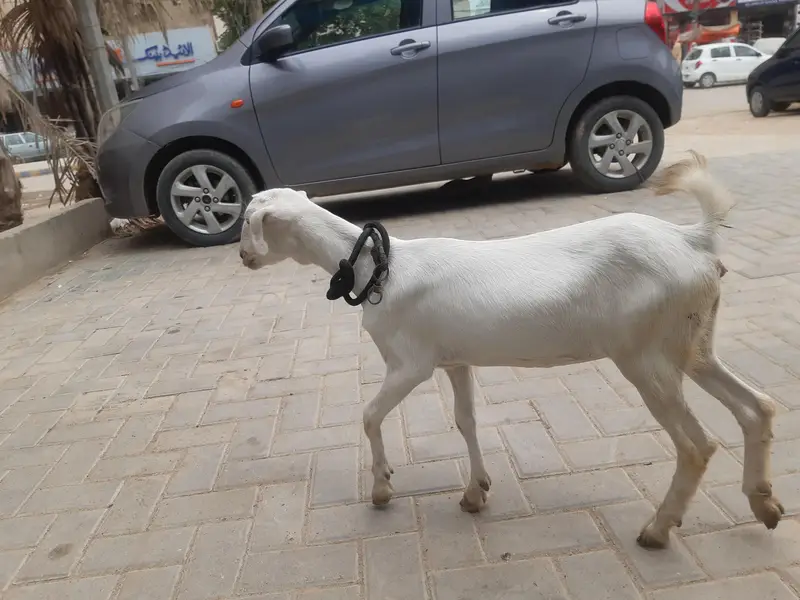 6 months bakri hai Teddy nasal hai poori white hai — photo 2