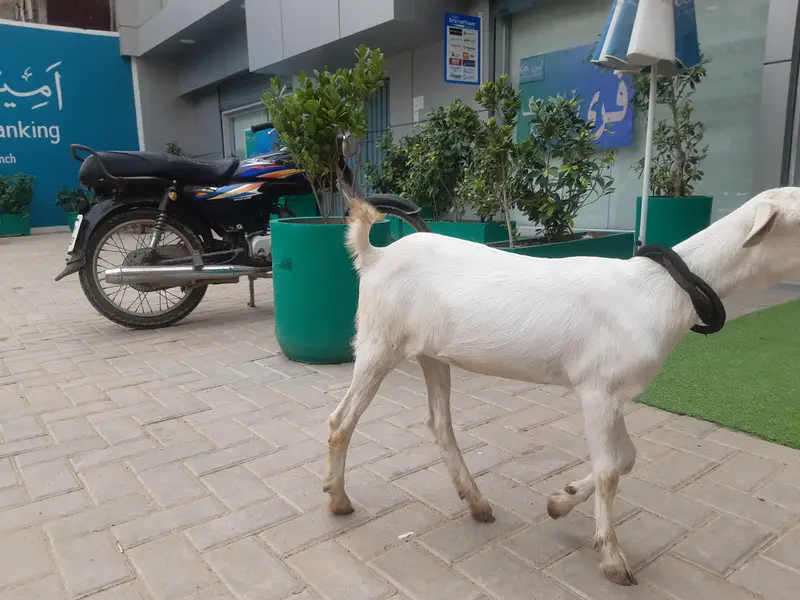 6 months bakri hai Teddy nasal hai poori white hai — photo 3