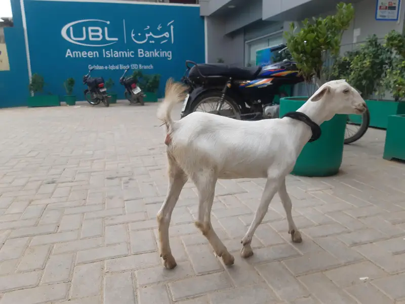 6 months bakri hai Teddy nasal hai poori white hai — photo 4