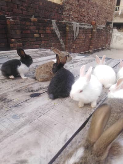 Rabbit baby