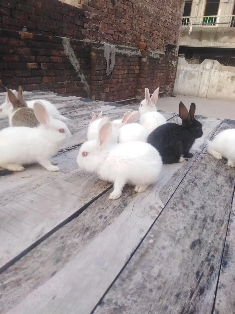Rabbit baby — photo 2