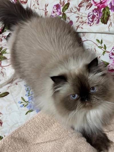 Persian kittens