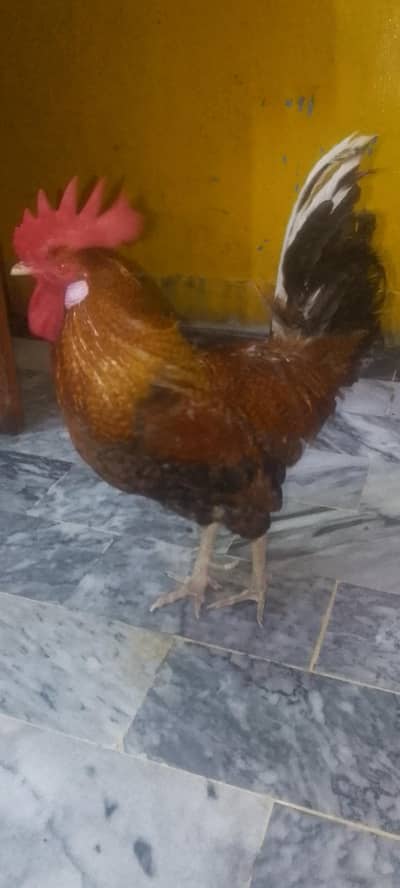 Healthy cock