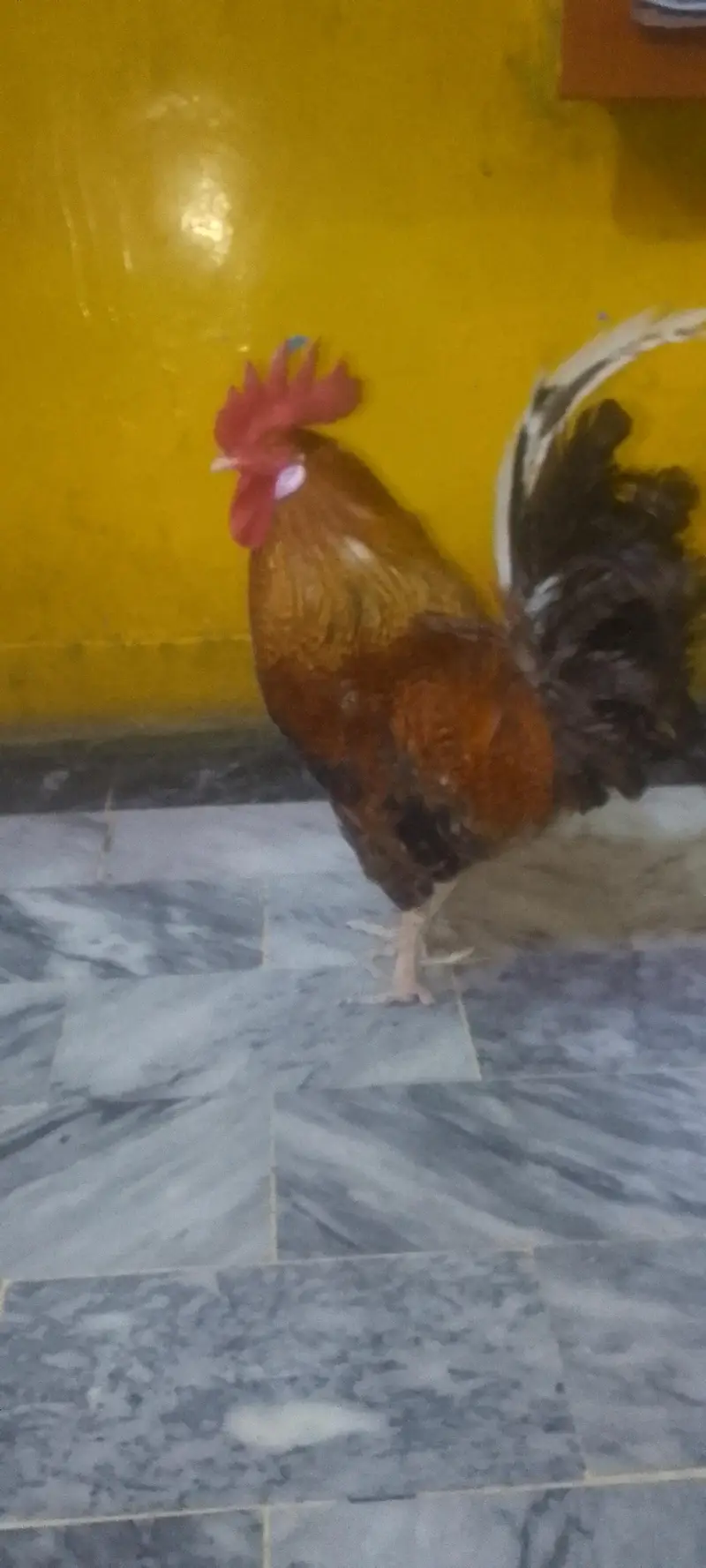 Healthy cock — photo 2