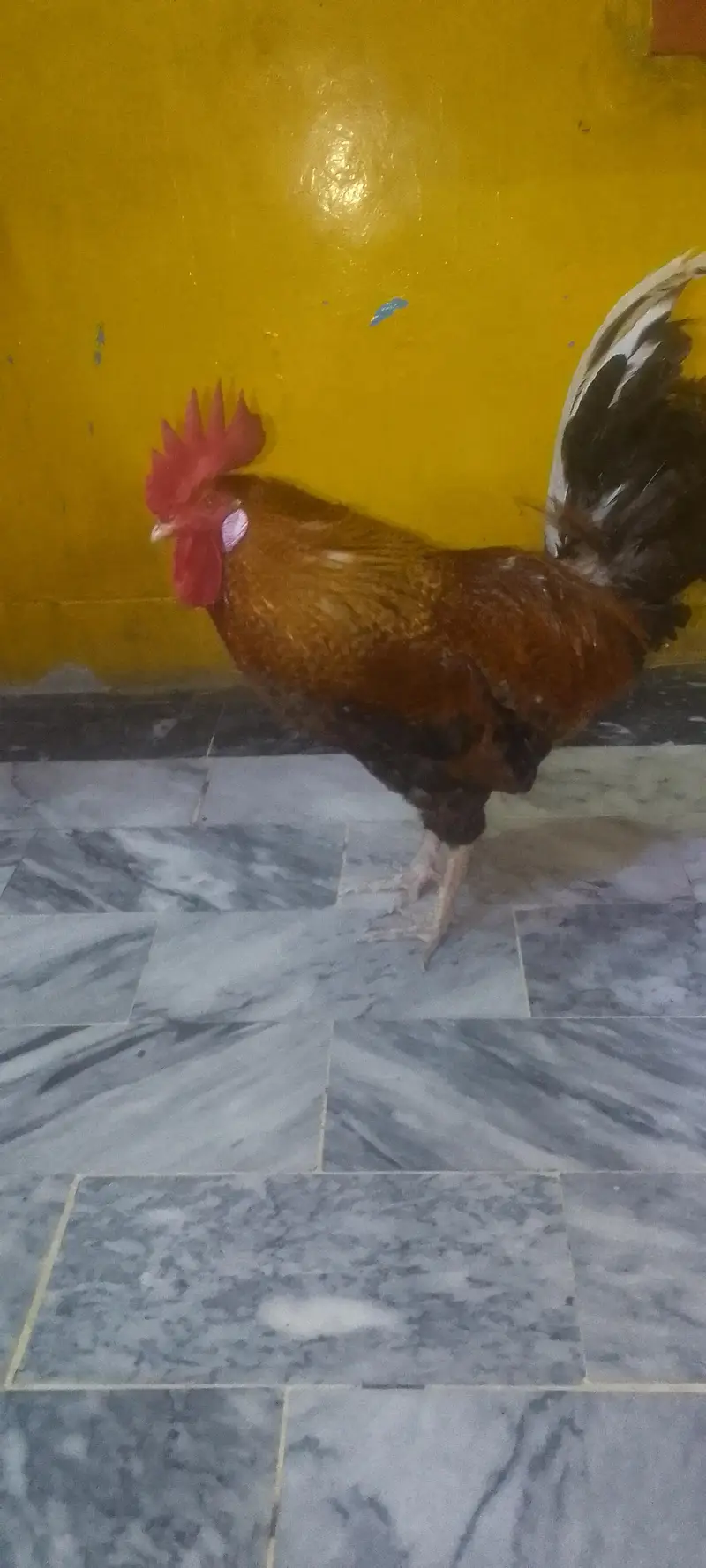 Healthy cock — photo 3