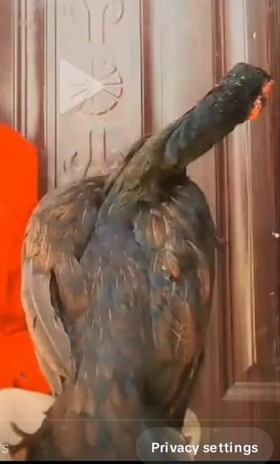 assil miya wali pair egg for sall