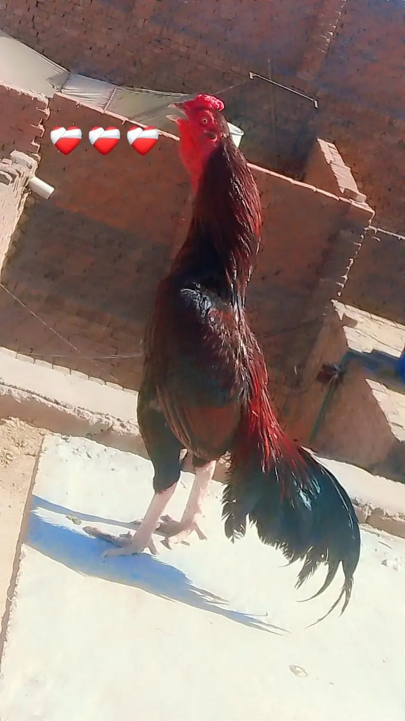 assil miya wali pair egg for sall — photo 2