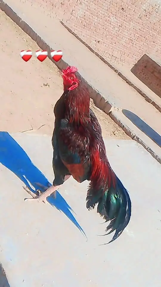 assil miya wali pair egg for sall — photo 3