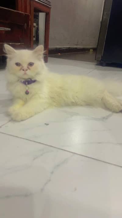cat for sale neam shado