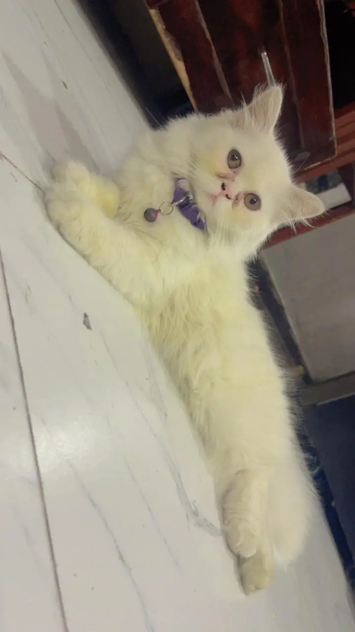 cat for sale neam shado — photo 2