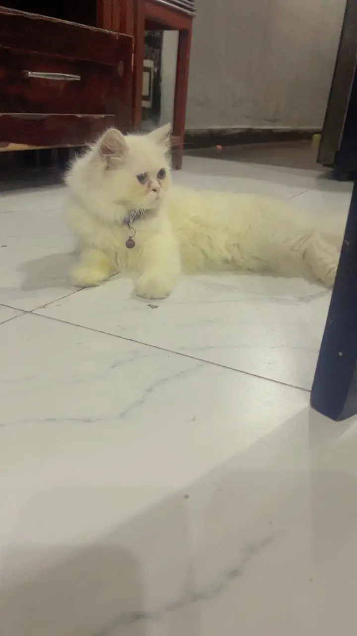 cat for sale neam shado — photo 4