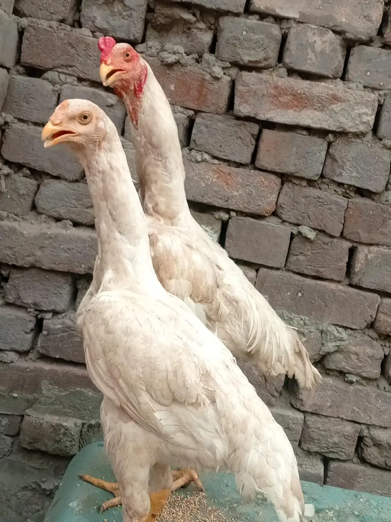 original shamo 2 pair for sale — photo 7