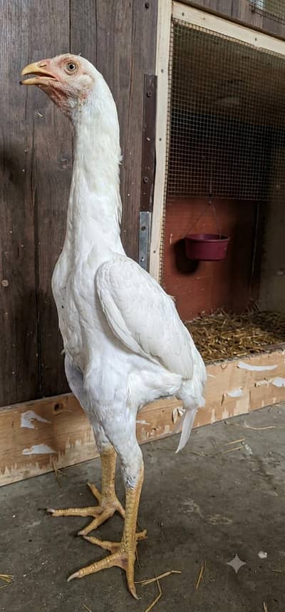 Pure Shamo Chicks & Pattha for Sale