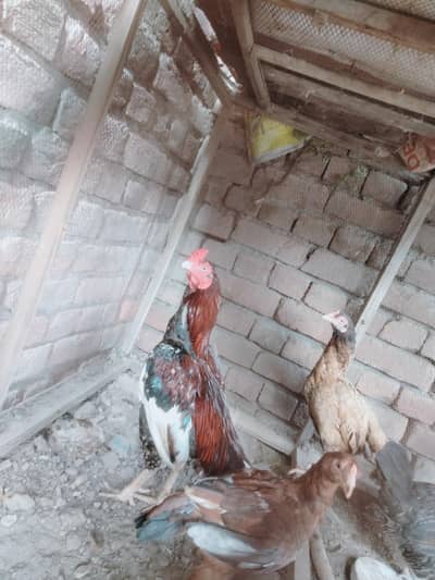 aseel pair for sale