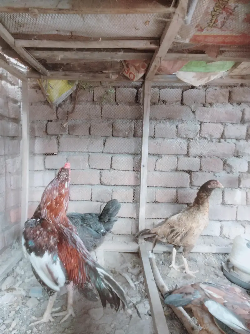 aseel pair for sale — photo 2