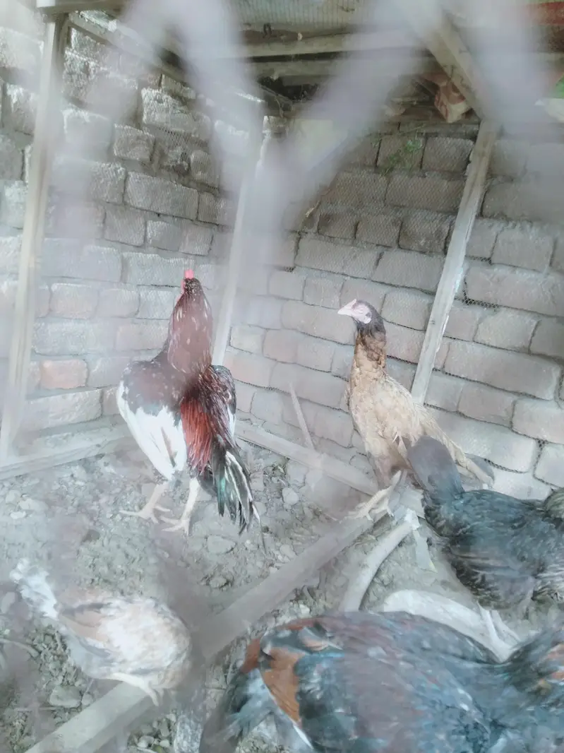 aseel pair for sale — photo 3