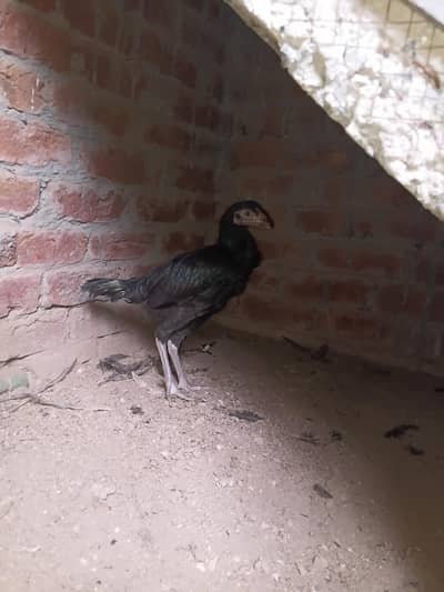 urgent sale for female
