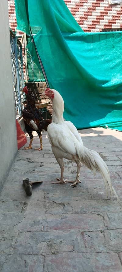 Heera Or Aseel Pairs