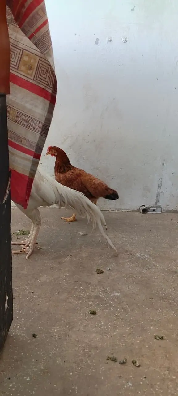 Heera Or Aseel Pairs — photo 2