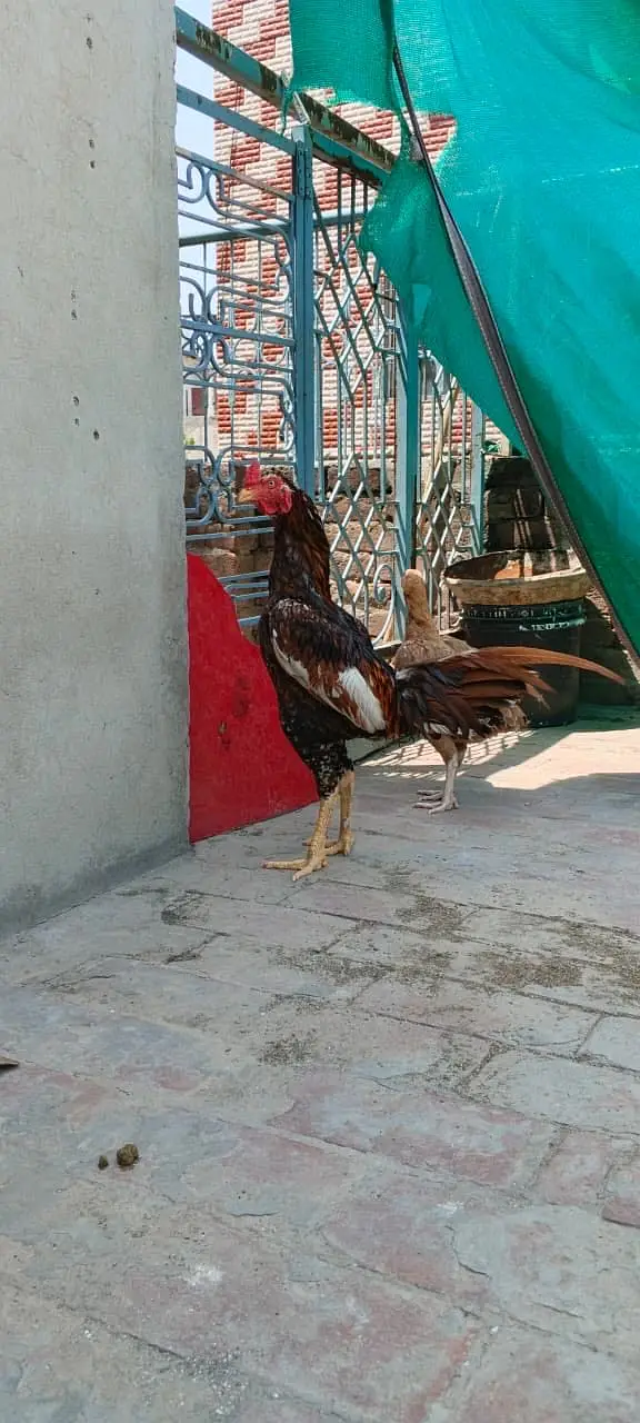 Heera Or Aseel Pairs — photo 3