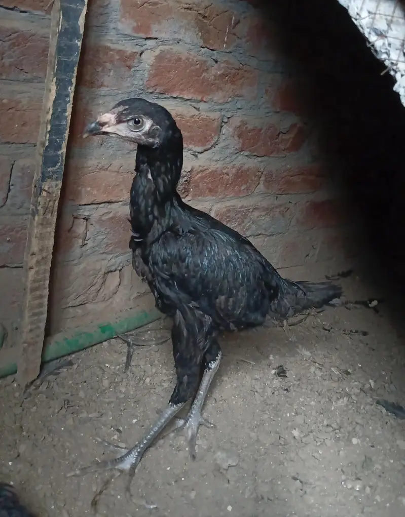 urgent sale for female — photo 2