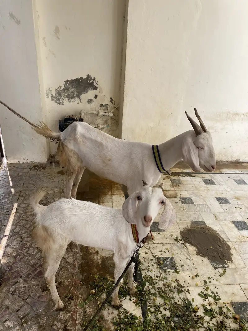 UNIQUE JORI — photo 3