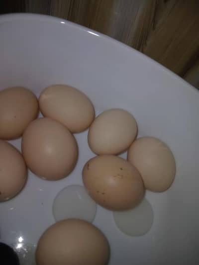 aseel heera eggs for sale 250 1 egg