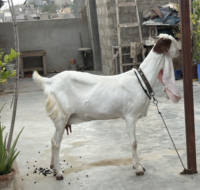 6 dant bakri