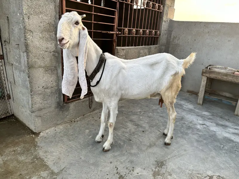 6 dant bakri — photo 2