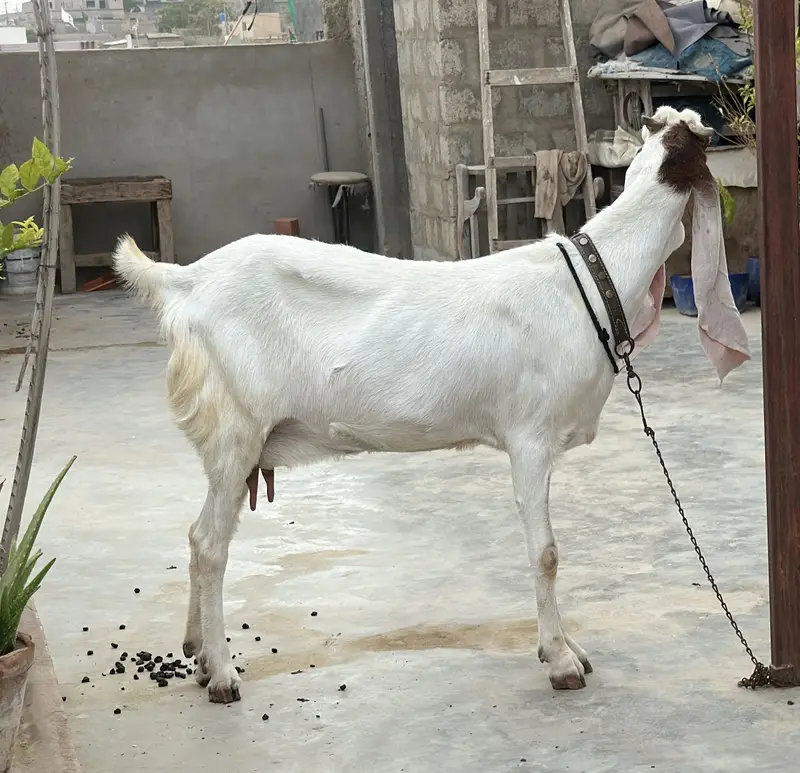 6 dant bakri — photo 3