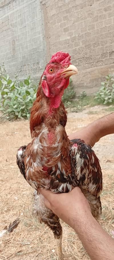 aseel murga in low price pure breed