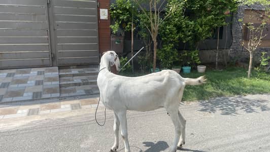 beetal bakri pregnant