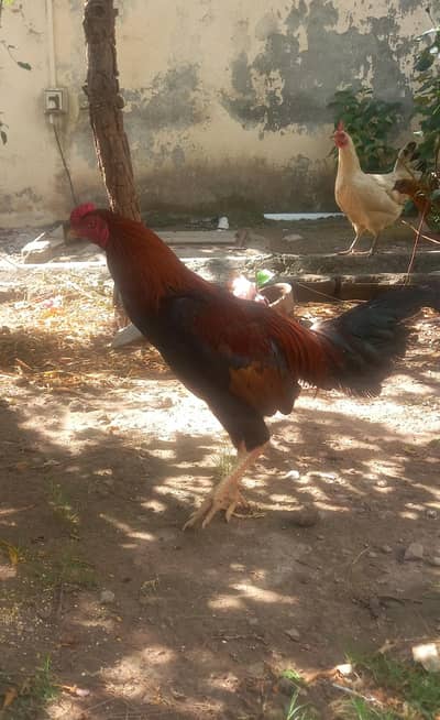 Aseel cock /murgha/ roaster ghar ka phala huwa