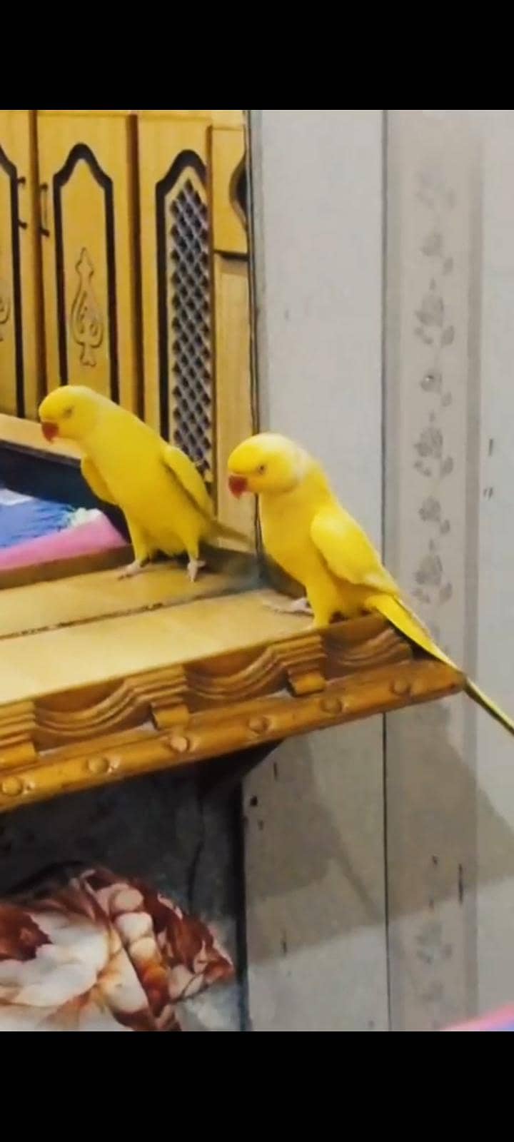 parrot 0