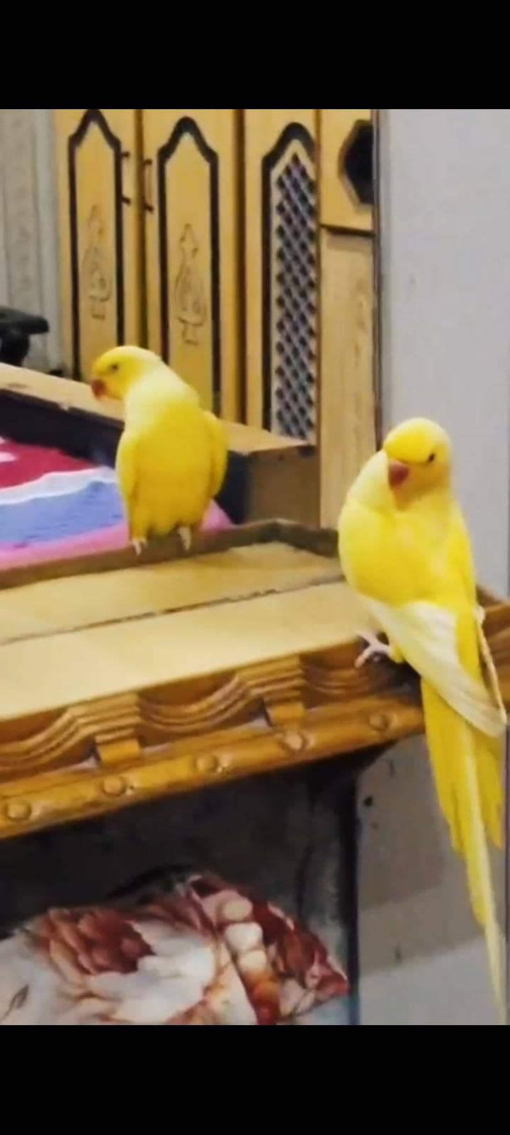 parrot 1