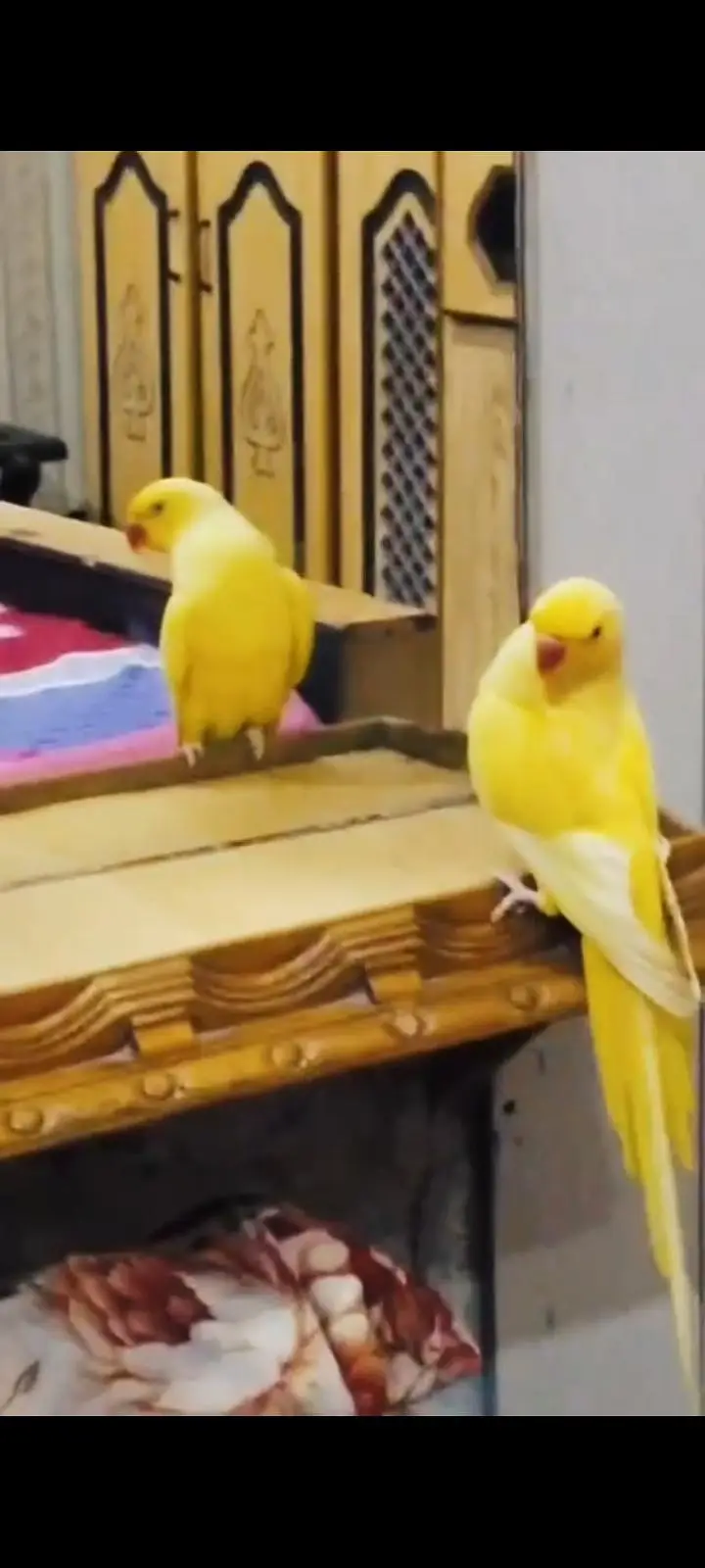 parrot — photo 2