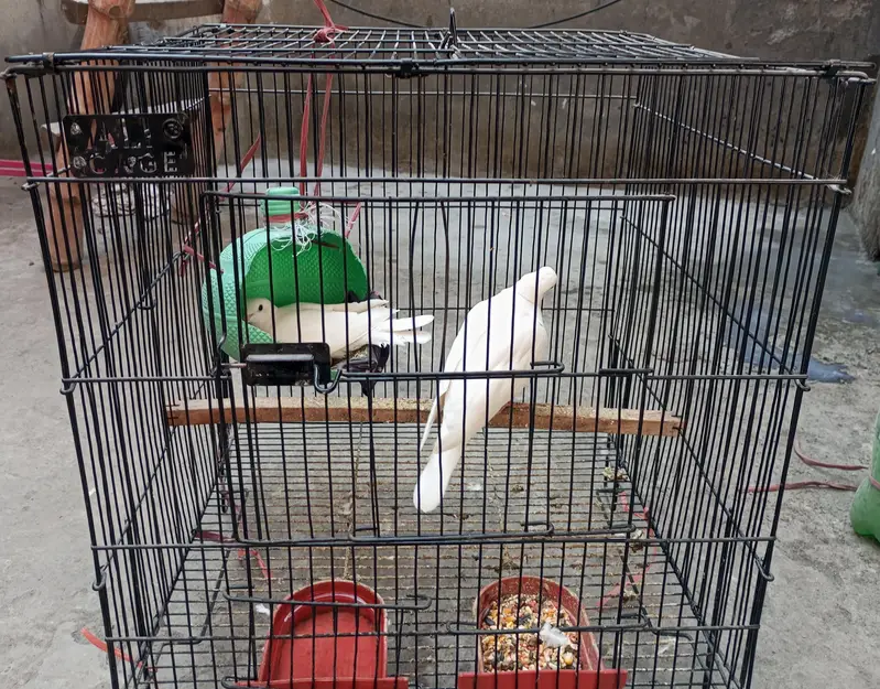 Eggs lying pair of Doves — photo 2