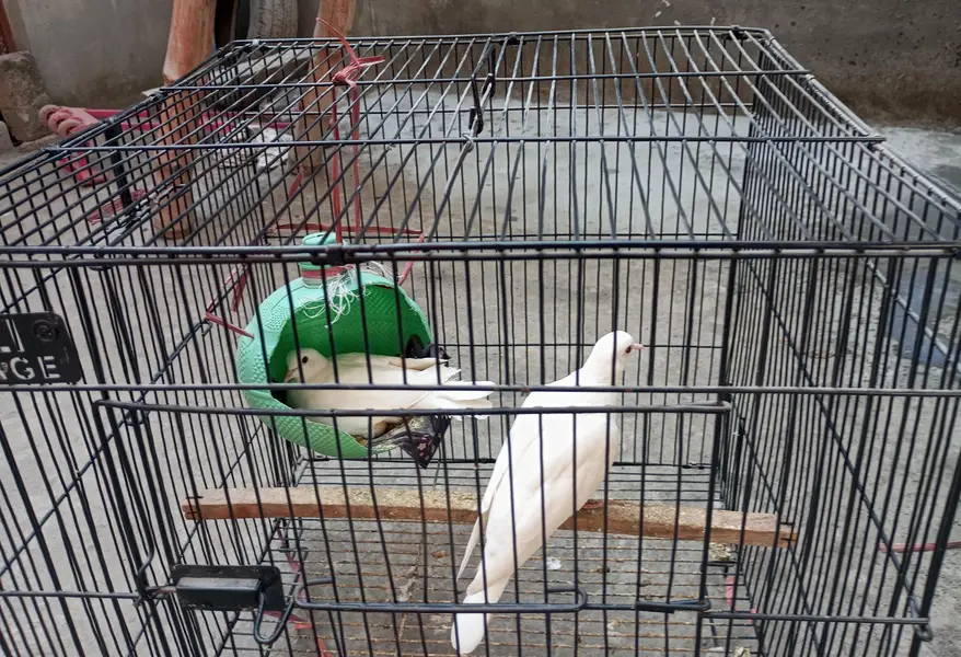 Eggs lying pair of Doves — photo 3