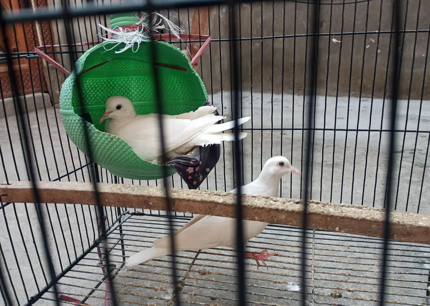 Eggs lying pair of Doves — photo 4