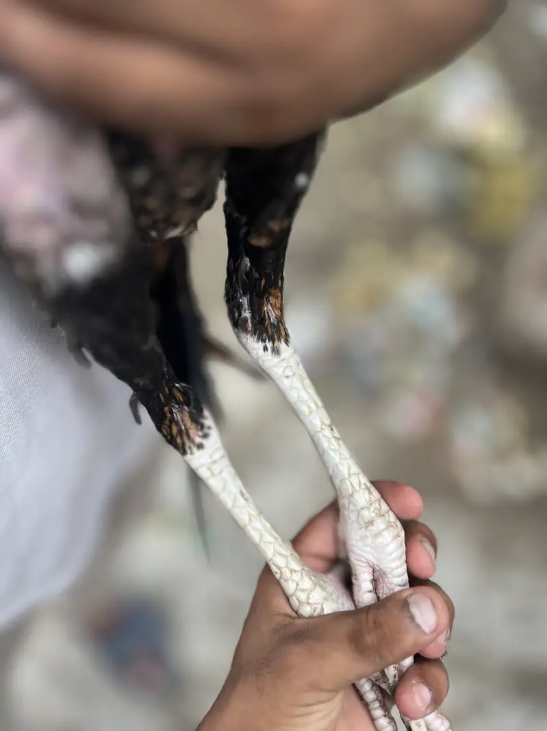 Aseel patha 10 month age — photo 10
