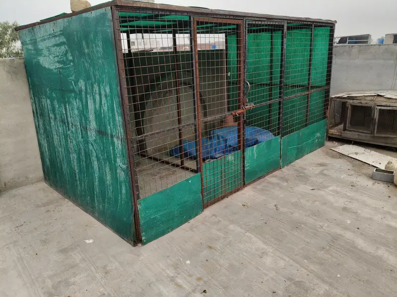 Big cage/Shed — photo 5