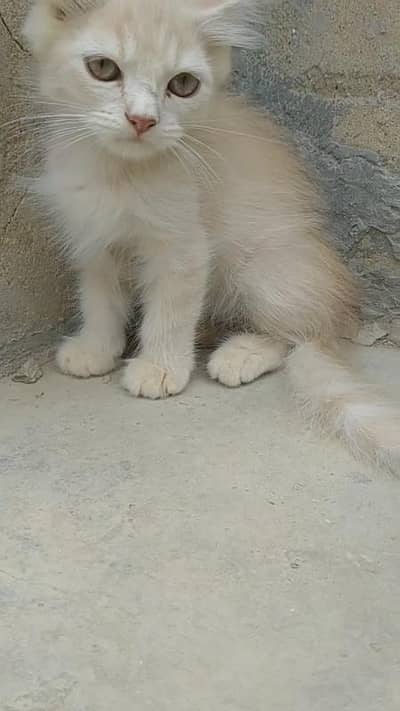 Persian cat