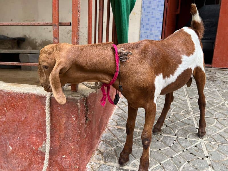 Bakra & Bakri 0