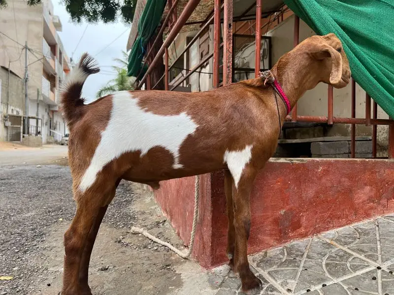 Bakra & Bakri — photo 2