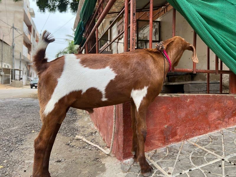 Bakra & Bakri 2