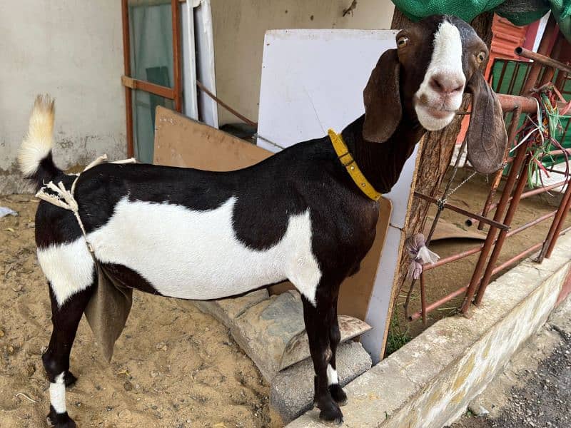 Bakra & Bakri 3