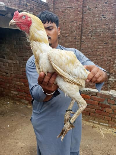 White shamoo cross murga or Pakistani murgi.