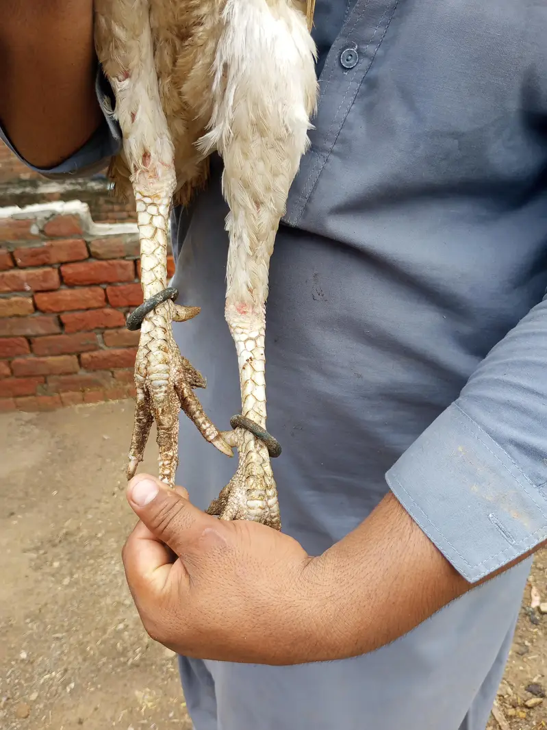 White shamoo cross murga or Pakistani murgi. — photo 2