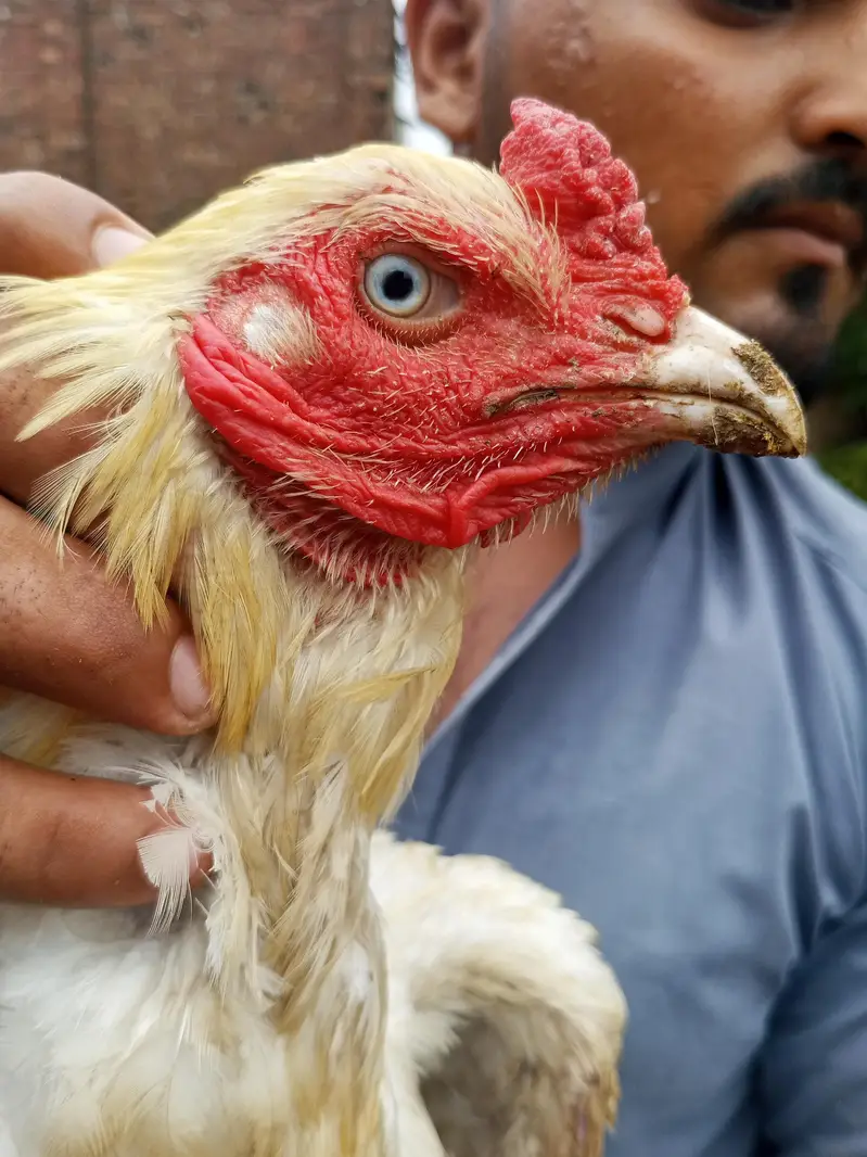 White shamoo cross murga or Pakistani murgi. — photo 3